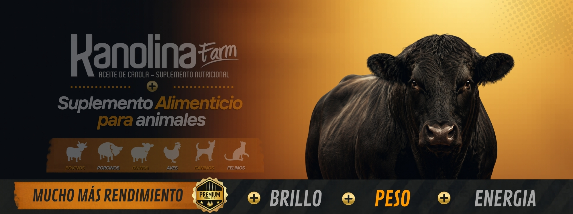 Toro Angus frontal en diseño institucional de Kanolina Farm